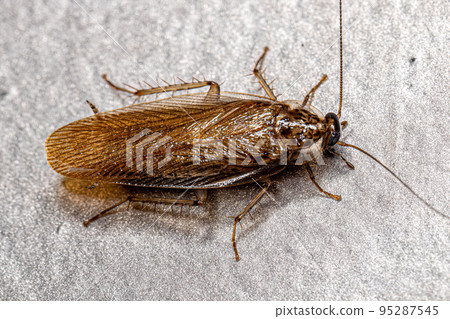 Adult Wood Cockroach Adult Wood Cockroach 95287545