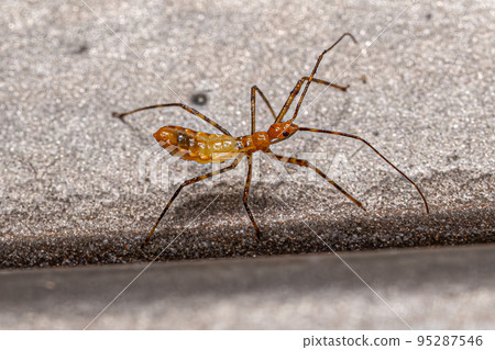 Assassin Bug Nymph Assassin Bug Nymph 95287546