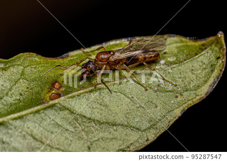 Adult Male Winged Ant 95287547