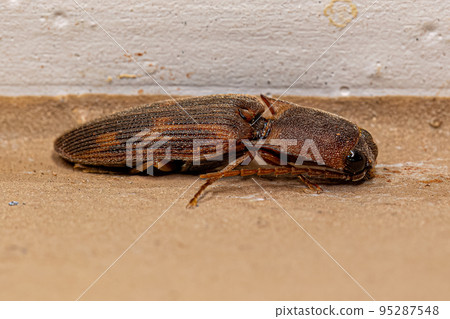 Adult Click Beetle 95287548