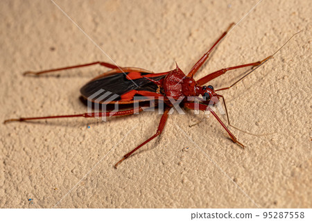 Adult Assassin Bug 95287558