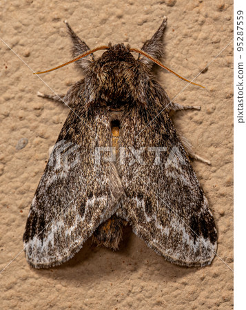 Adult Prominent Moth Insect 95287559