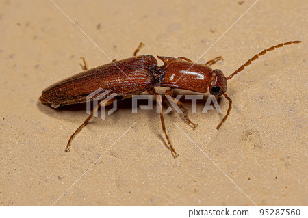 Adult Click Beetle 95287560
