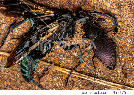 Adult Ground Beetle eating a dead Adult Tarantula-hawk Wasp 95287561