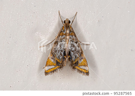 Adult Crambid Moth Adult Crambid Moth 95287565