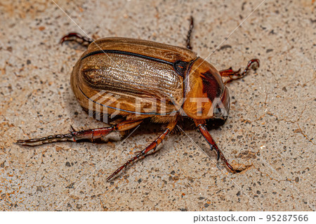 Adult Brown Scarab Adult Brown Scarab 95287566