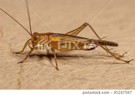 Adult True Cricket Adult True Cricket 95287567