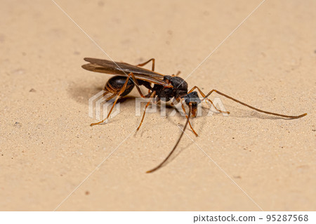 Male Adult Myrmicine Ant Male Adult Myrmicine Ant 95287568