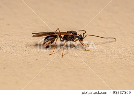 Male Adult Myrmicine Ant 95287569