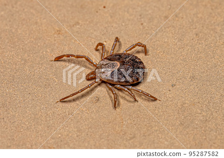 Female Adult Cayenne Tick Female Adult Cayenne Tick 95287582