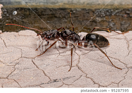 Adult Female Trap-jaw Queen Ant Adult Female Trap-jaw Queen Ant 95287595