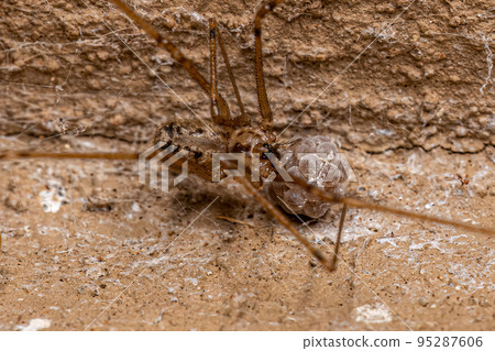 Adult Female Short-bodied Cellar Spider with eggs 95287606