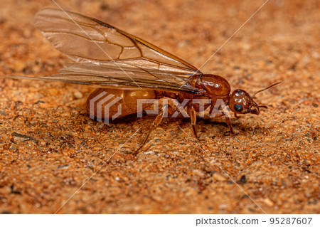 Adult Female Winged Thief Queen Ant Adult Female Winged Thief Queen Ant 95287607