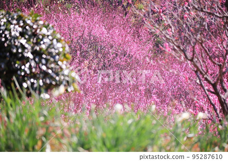梅花盛開的美麗風景 梅花盛開的美麗風景 95287610