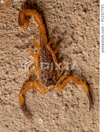 Small Female Brazilian Yellow Scorpion Small Female Brazilian Yellow Scorpion 95287795