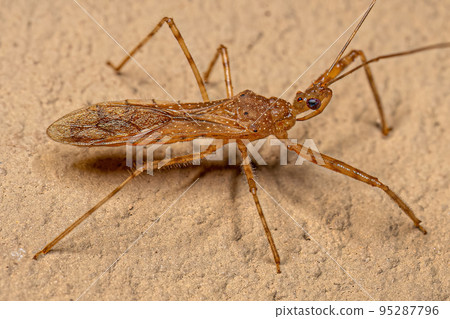 Adult Assassin Bug Adult Assassin Bug 95287796