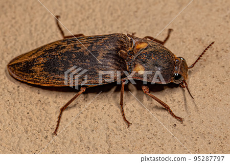Adult Fire Click Beetle Adult Fire Click Beetle 95287797