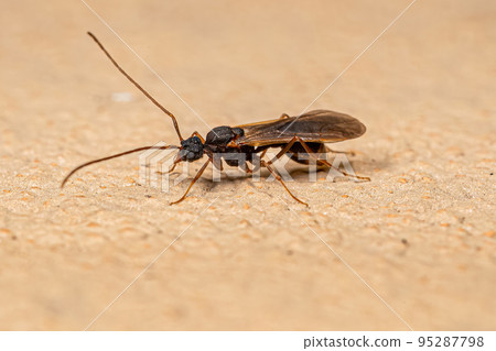 Male Adult Myrmicine Ant Male Adult Myrmicine Ant 95287798