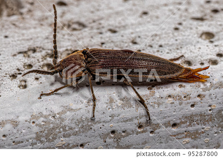 Adult Click Beetle Adult Click Beetle 95287800