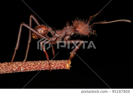 Adult Atta Leaf-cutter Ant Adult Atta Leaf-cutter Ant 95287808