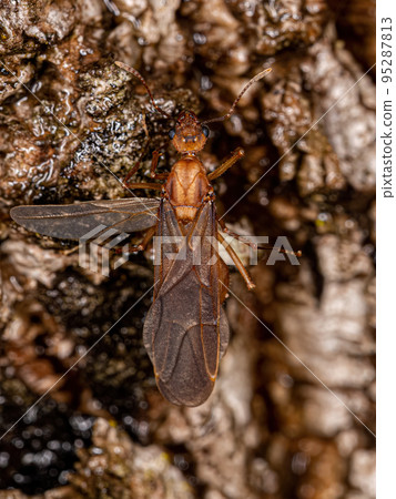 Adult Winged Male Acromyrmex Leaf-cutter Ant 95287813