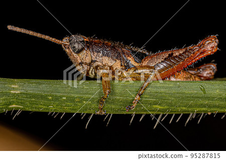 Short-horned Grasshopper Nymph Short-horned Grasshopper Nymph 95287815