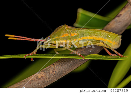 Adult Leaf-footed Bug Adult Leaf-footed Bug 95287819