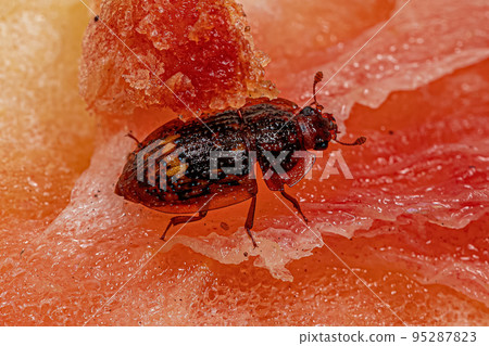 Adult Sap-feeding Beetle 95287823