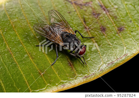 Adult House Fly 95287824