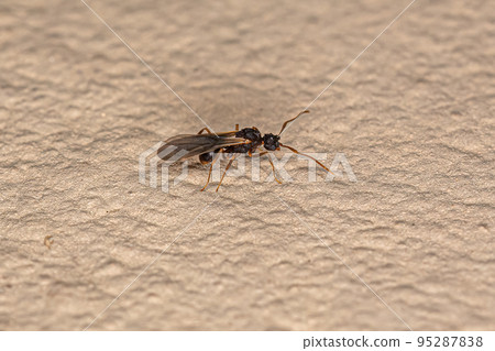 Small Adult Male Fungus-growing Ant 95287838