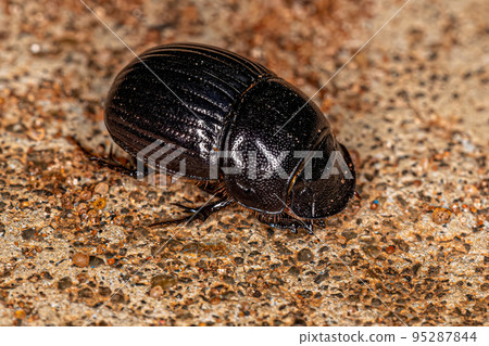 Adult Small Dung Beetle Adult Small Dung Beetle 95287844