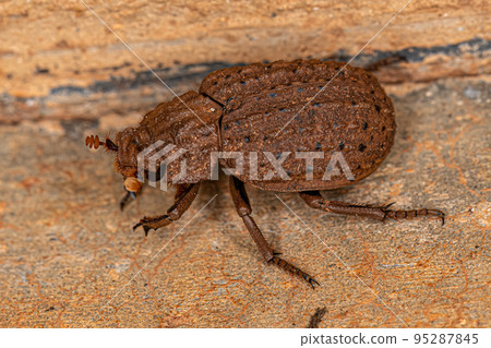 Adult Hide Beetle Adult Hide Beetle 95287845