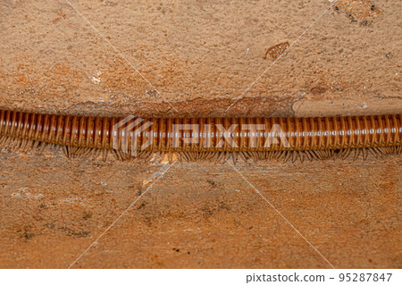Ddult Millipede Arthropod Ddult Millipede Arthropod 95287847