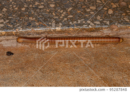 Ddult Millipede Arthropod Ddult Millipede Arthropod 95287848