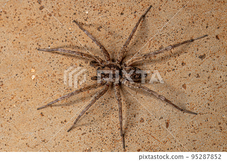 Adult Male Wolf Spider 95287852