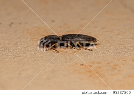 Adult Click Beetle 95287860