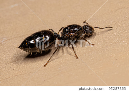 Adult Female Cocktail Ant Adult Female Cocktail Ant 95287863