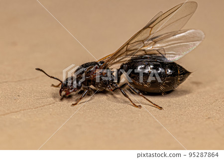 Adult Female Cocktail Ant 95287864