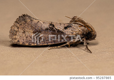 Adult Grass Tubeworm Moth Adult Grass Tubeworm Moth 95287865