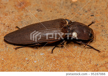 Adult Fire Click Beetle Adult Fire Click Beetle 95287866