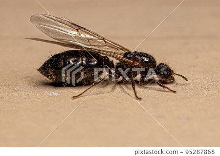 Adult Female Cocktail Ant 95287868