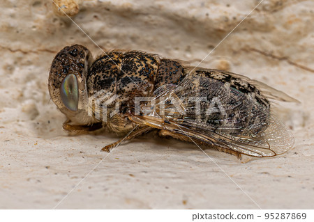 Adult Sheep Nostril Fly Adult Sheep Nostril Fly 95287869