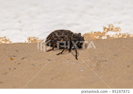 Adult True Weevil Adult True Weevil 95287872