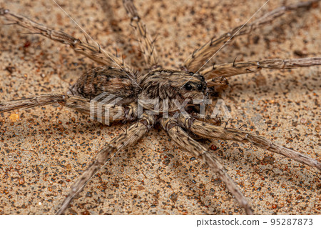 Adult Female Wolf Spider 95287873