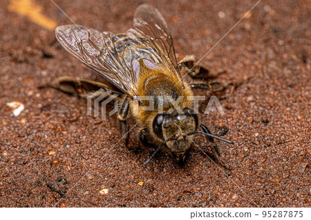 Adult Female Western Honey Bee 95287875