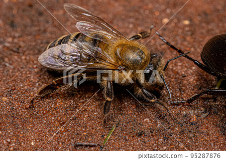 Adult Female Western Honey Bee 95287876