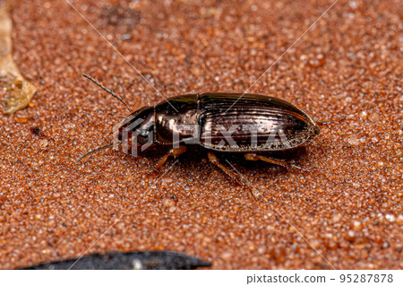 Adult Ground Beetle Adult Ground Beetle 95287878