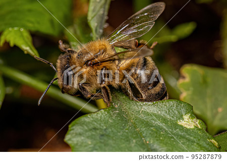 Adult Female Western Honey Bee Adult Female Western Honey Bee 95287879