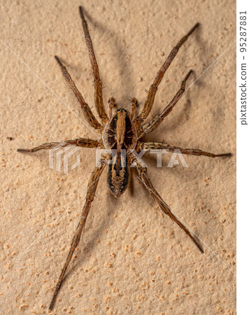 Adult Male Wolf Spider 95287881
