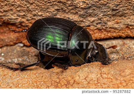 Adult Small Dung Beetle 95287882
